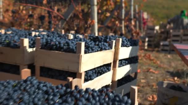 Harvesting Season Workers Diligently Pick Ripe Grapes Vibrant Vineyard — Stock Video