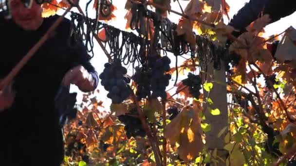 Руки Гармонии Природой Собирая Виноград Этом Подробном Крупным Планом Руки — стоковое видео