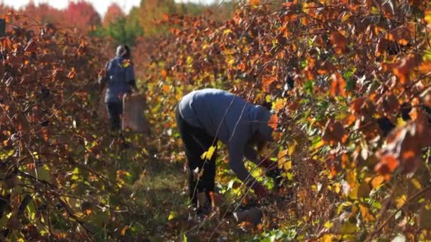 Harvesting Action Dedicated Team Carefully Plucking Grapes Vine Expansive Vineyard — Stock Video