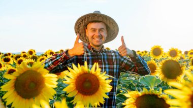 Ayçiçeği tarlasında genç ve mutlu bir adam el hareketi yapıyor, Çiftçi çok memnun. Adam şapkalı ve kameraya bakıyor. Önünde büyük ayçiçeği çiçekleri var. Erkek ve kopyalama alanı