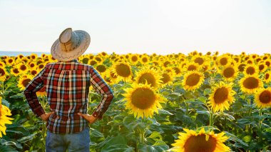Ayçiçeği tarlasında duran şapkalı genç bir çiftçinin arka görüntüsü. Elleri kalçasında duran bir ziraatçinin arka görünüşü. Sağa doğru bakıyor. İkinci plana odaklan..