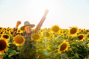 Genç ve başarılı bir çiftçi, bir ayçiçeği tarlasında elde ettiği başarıyla sevinir ve kameraya bakar. Adam ellerini kaldırdı. Güneş arkamızda parlıyor. Agronomist ve kopyalama alanı