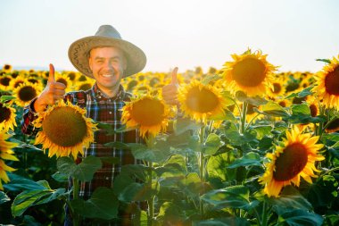 Ayçiçeği tarlasında genç ve mutlu bir adam el hareketi yapıyor, Çiftçi çok memnun. Adam şapkalı ve kameraya bakıyor. Önünde büyük ayçiçeği çiçekleri var. Erkek ve kopyalama alanı