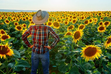 Tişörtlü ve şapkalı genç çiftçinin arka manzarası ayçiçekli bir tarlada duruyor. Adam evini teftiş ediyor. İşçiler güneşli bir günde ellerini kalçalarına koyarlar. Erkek ve kopyalama alanı. Bir adamın arka görünüşü