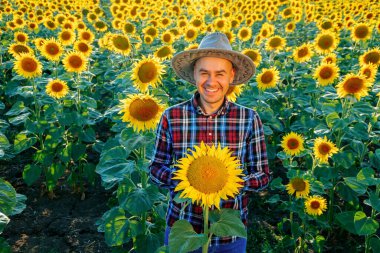 Şapkalı şanslı genç çiftçinin kameraya bakan görüntüsü ayçiçeği tarlalarının arasında duruyor. Adamın keyfi yerinde ve gülümsüyor. Güneşli bir gün. İnsan ve kopyalama uzayı. Arkaplan ayçiçekleri