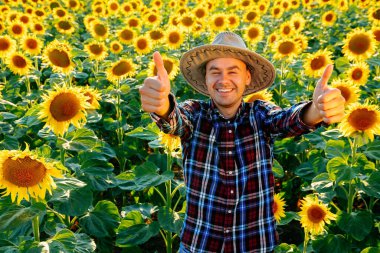Genç çiftçi, başparmağını ayçiçeklerinin önünde gösterdi. Jest ne kadar iyi olduğunu gösteriyor. Gülümseyen adam bir şapka takıyor ve mutlu. Erkek ve kopyalama alanı. Arkaplan ayçiçekleri