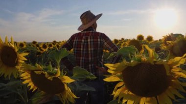 rear view of a young agronomist inspects his sunflowers field. A man stands in a field and turns his head in different directions to see the whole crop.