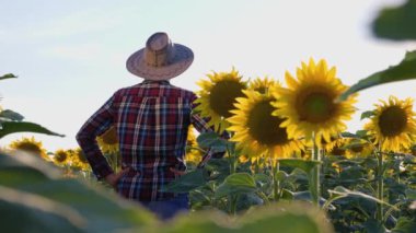 rear view of a young agronomist inspects his sunflowers field. A man stands in a field and turns his head in different directions to see the whole crop.