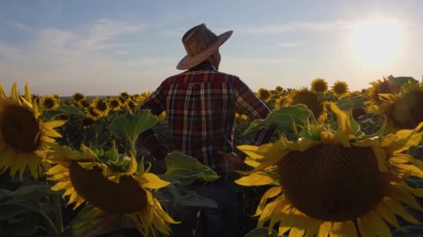 Rear View Young Agronomist Inspects His Sunflowers Field Man Stands — Wideo stockowe