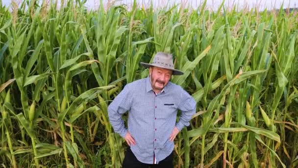 トップビューは 年配の男性農家が緑色のトウモロコシのあるトウモロコシ畑に立って 彼の腰に手を置き 男は幸せで カメラを見ています 晴れた晴れた天気 頭に帽子をかぶって 平らなシャツを着て — ストック動画