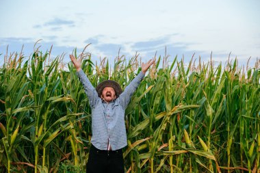Yaşlı çiftçi, tarlasında mutlu mesut ellerini kaldırıyor, mısır tarlasında, ön manzara ile. Kıdemli işçi inanılmaz bir mutluluk gösteriyor. Dışarısı güneşli. Hasat en iyilerin en iyisidir..