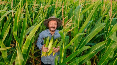 Front view of smiling aged farmer looking at camera in field with rich harvest, holding corn cobs of ripe unpeeled corn tightly to his chest. Senior man face glows with happiness. Sun hat on head.
