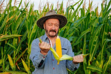 Opening a corn in hands, elderly farmer worker stands in field, glows happiness looking at camera. Sunny weather, large corn field around, clear sky. Copy space.