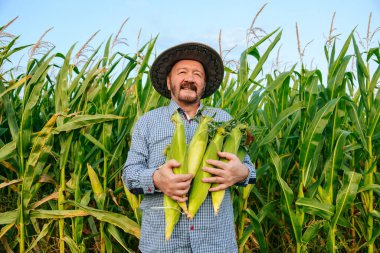 Front view of smiling aged farmer looking at camera in field with rich harvest, holding corn cobs of ripe unpeeled corn tightly to his chest. Senior man face glows with happiness. Sun hat on head.