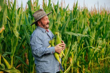 Side view proudly standing elder farmer holding corn crop, turns head, Senior man is happy with a rich harvest and a sunny day. Copy space and looking at camera