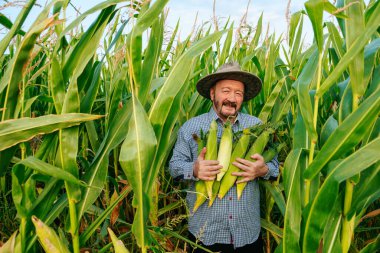 Front view of smiling aged farmer looking at camera in field with rich harvest, holding corn cobs of ripe unpeeled corn tightly to his chest. Senior man face glows with happiness. Sun hat on head.