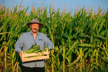 Looking at camera senior male worker carries box of ripe corn, the man shows his crop, front view. Elderly worker is happy after a long working day. Behind tall green corn leaves. copy space