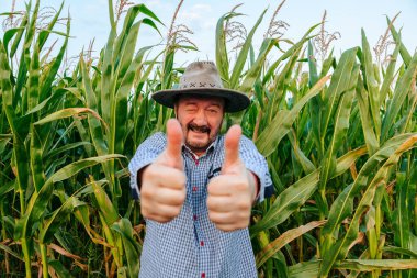 A smiling senior agronomist stands in a field showing thumb up in the middle of his harvest and looking at camera. A elderly man shows what a great harvest is grown. On the face is happiness.