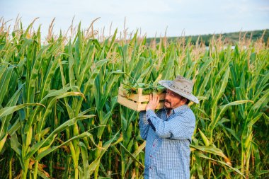 In a corn field, after a hard working day, elderly farmer carries a box of crops on his shoulder. It is hard for senior man, sun is shining brightly, sun hat is on his head. There was a rich harvest.