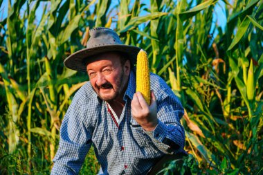 Front view elderly smile male farmer looking at camera, in a cornfield, holds ripe corncobs in hands. Old man is happy, he managed to grow and harvest best crop in the world.