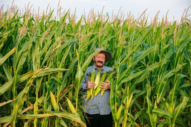Front view of smiling aged farmer looking at camera in field with rich harvest, holding corn cobs of ripe unpeeled corn tightly to his chest. Senior man face glows with happiness. Sun hat on head.