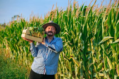 Aged farm worker holds box with crop of corn on shoulder, man smiles, front view, looking at camera. To the right is a cornfield, behind a clear sky and a road stretching into the distance. Copy space
