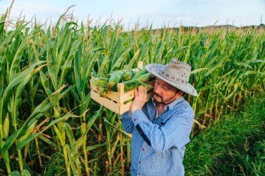 In a corn field, after a hard working day, elderly farmer carries a box of crops on his shoulder. It is hard for senior man, sun is shining brightly, sun hat is on his head. There was a rich harvest.