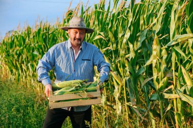 Aged man farmer carries box with crop of ripe corn in hands, man smile looking at camera, front view. There is happiness on the face of elderly worker, it is hard and joyful for him. Copy space