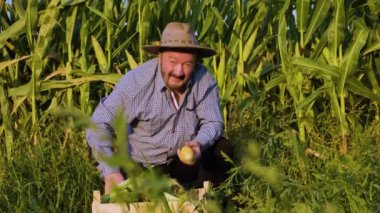 Front view elderly smile male farmer looking at camera, in a cornfield, holds ripe corncobs in hands. Old man is happy, he managed to grow and harvest best crop in the world.