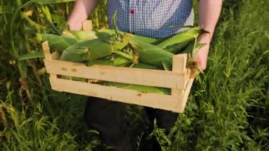 Top view of farmer carrying box with rich harvest of selected ripe corn. Male hands carry a heavy box with corn against the backdrop of green field. Grass is swaying, man is walking. Unrecognizable