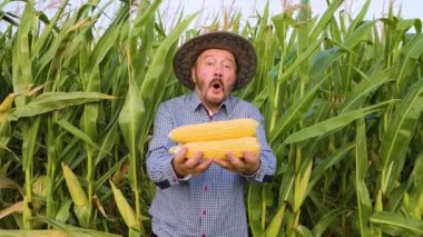 Front view of a happy elderly worker looking at camera in a cornfield, man holds a young crop of yellow corn in his outstretched arms. The old farmer shows an enthusiastic mood from the rich harvest.
