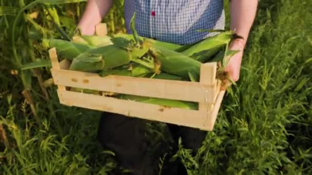 Top View Farmer Carrying Box Rich Harvest Selected Ripe Corn — Vídeo de stock