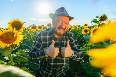 happy excited aged farmer with beard and hat looking at camera and showing ok sign with thumb up. field with the sunflower at sunset and the farm worker is smiling and very happy. copy space.