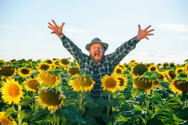 aged handsome happy screaming bearded man standing in sunflower field spreading his arms up. enjoying male freedom with open mouth in farm on the sky background. copy space, real people