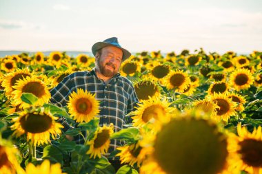 on the sunflower field there is a contented old bearded farmer with a hat and looking at the camera. the very attractive male farmer in the square shirt and hat, in the countryside, copy space