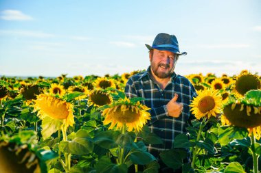 Ayçiçeği tarlasında dikilirken kameraya bakan mutlu kıdemli çiftçi. Amerikalı sakallı çiftçi gülümsüyor ve başarıyor, kopyalama alanı ve tarım kavramı.