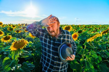 weary caucasian farmer old man feels tired and hot, use hands to wipe sweat on face, stands at sunflower field. Concept Farmer male work hard poverty.