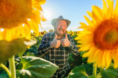 field of sunflowers and a cute senior farmer laughing and showing thumbs up. bearded man happy worker shows OK sign. the good fruit is the year with hardworking farmers.