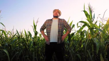 Top view against the background of cornfield, young man agronomist stand joyfully and tiredness put hands on hips. Looking at camera satisfied male farmer finished working day in a good mood.