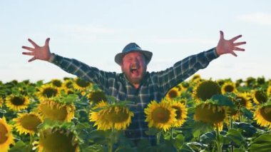 aged handsome happy screaming bearded man standing in sunflower field spreading his arms up. enjoying male freedom with open mouth in farm on the sky background. copy space, real people