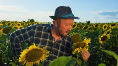 Sakallı ve şapkalı mutlu, yaşlı çiftçi kameraya bakıyor. Gün batımında ayçiçekli tarla ve çiftlik işçisi gülümsüyor ve çok mutlu. Boşluğu kopyala.