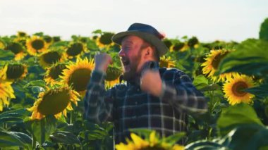 neşeli yaşlı çiftçi adam ayçiçeği tarlaları arasında dans ediyor. Şapkalı ve gömlekli komik bir çiftçi. başarı ve neşe