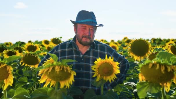 Sunflower Field Contented Old Bearded Farmer Hat Looking Camera Very — Αρχείο Βίντεο