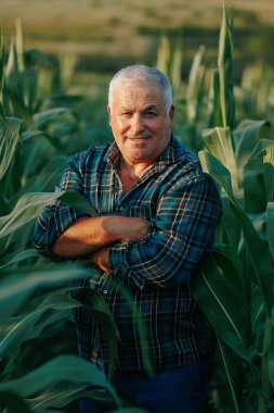 Cornstalks 'in ortasında yaşlı bir çiftçinin mısır tarlasında neşeli ifadesi, tarım dünyasında deneyim, adanmışlık ve tatminin hikayesini anlatır..