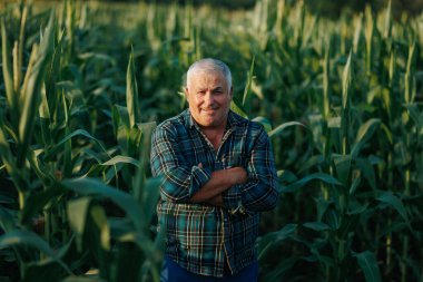 Mısır tarlasında gülümseyen neşeli yaşlı bir çiftçinin portresi, başarılı bir hasatın güzelliğini yansıtan gerçek mutluluğu yansıtıyor..