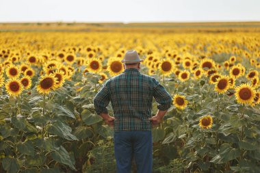 Kırsal Reverie Ayçiçeği tarlasına batmış yaşlı bir çiftçinin, bilgelik ve deneyimi simgeleyen arka görüntüsünü anımsatan bir fotoğraf. arka plan
