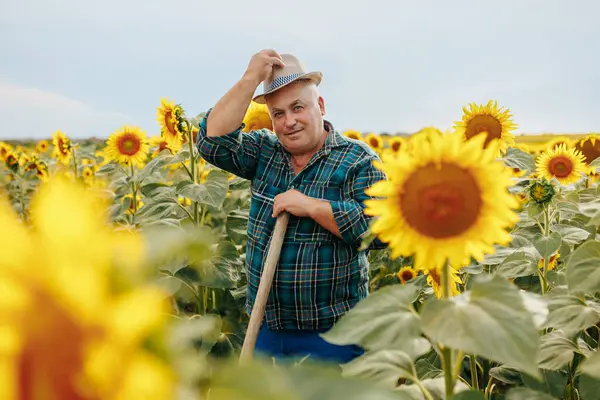 Güneş Öpücüğü Bilgeliği Bu resimde yaşlı bir işçinin kameraya baktığı, ayçiçekleri arasında güneşlendiği, bir ömür boyu süren tarım uzmanlığına göz attığı bir görüntü var..