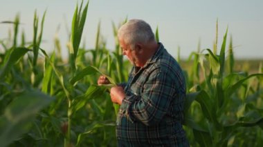 Altın mısır tarlasında kıdemli çiftçi teftişi. Örümcekler arasında yaşlı bir çiftçinin tarımı.