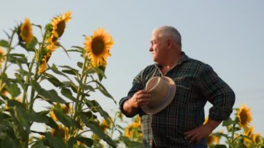 Parlak Portre. Tarafsız bir görüntü. Ayçiçeklerinde yaşlı bir çiftçinin özünü yakalıyor. Bilge Yaşlı Çiftçi Huzurlu Ay Çiçeği Portresi