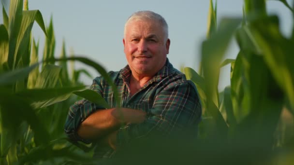 Golden Years Golden Fields Old Farmer Filled Joy Stands Cornfield — Stock Video